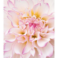 Фотообои Ateliero Георгин розовый 21-8112 (2х1,3 м)